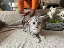 kittens available - Photo 7