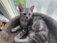 kittens available - Photo 8