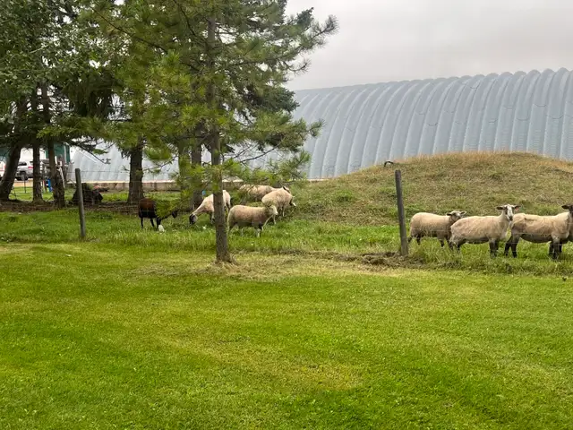 Small healthy  herd for sale   two tame hair sheep