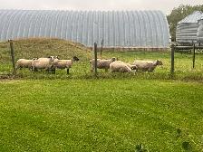 Small healthy  herd for sale   two tame hair sheep - Photo 2