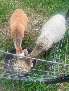 Small healthy  herd for sale   two tame hair sheep - Photo 3