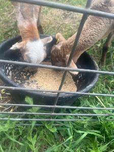 Small healthy  herd for sale   two tame hair sheep - Photo 4