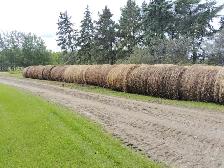 Cheap round bales for bedding