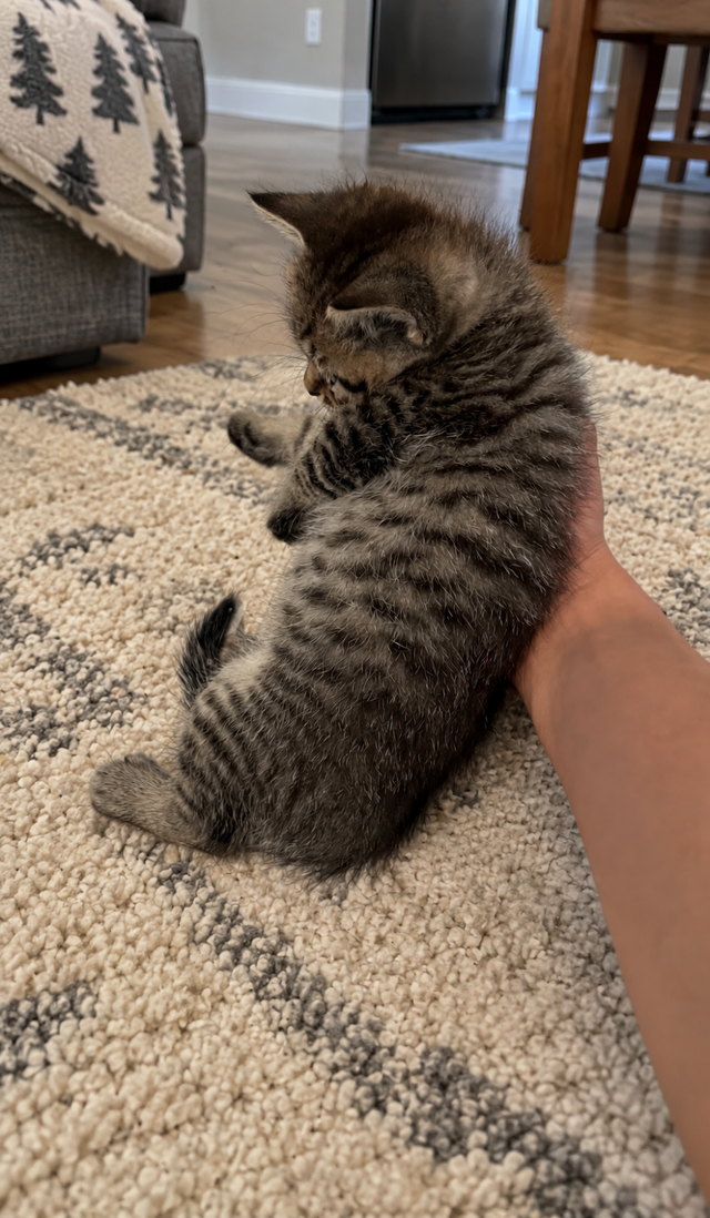 British Shorthair Kitten