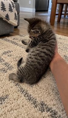 British Shorthair Kitten
