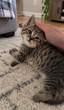 British Shorthair Kitten - Photo 2
