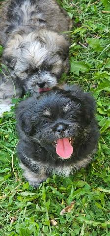 Shihtzu x Bichon Frise puppies