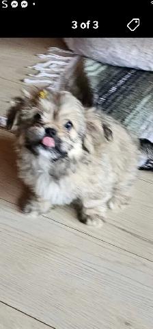 Shihtzu x Bichon Frise puppies - Photo 2