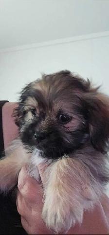 Shihtzu x Bichon Frise puppies - Photo 3