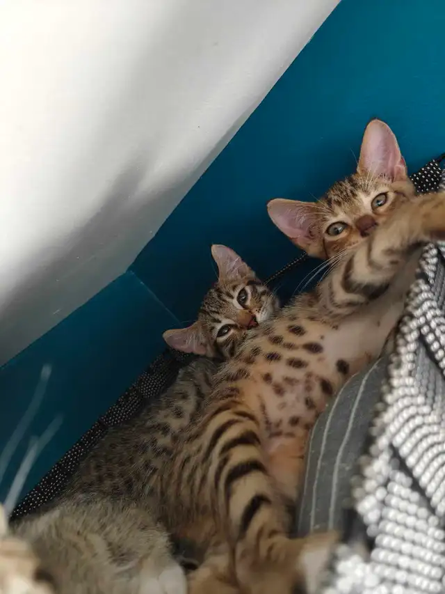 Highlands lynx X savannah
