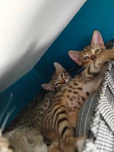 Highlands lynx X savannah