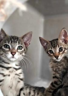 Highlands lynx X savannah - Photo 2