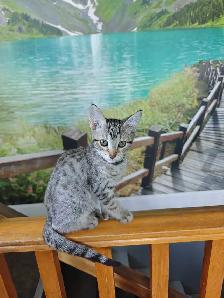Highlands lynx X savannah - Photo 3