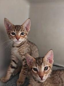 Highlands lynx X savannah - Photo 7