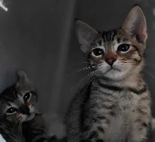 Highlands lynx X savannah - Photo 9