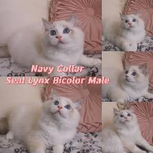 Ragdoll kittens looking for new homes - Photo 2