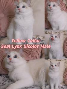 Ragdoll kittens looking for new homes - Photo 3