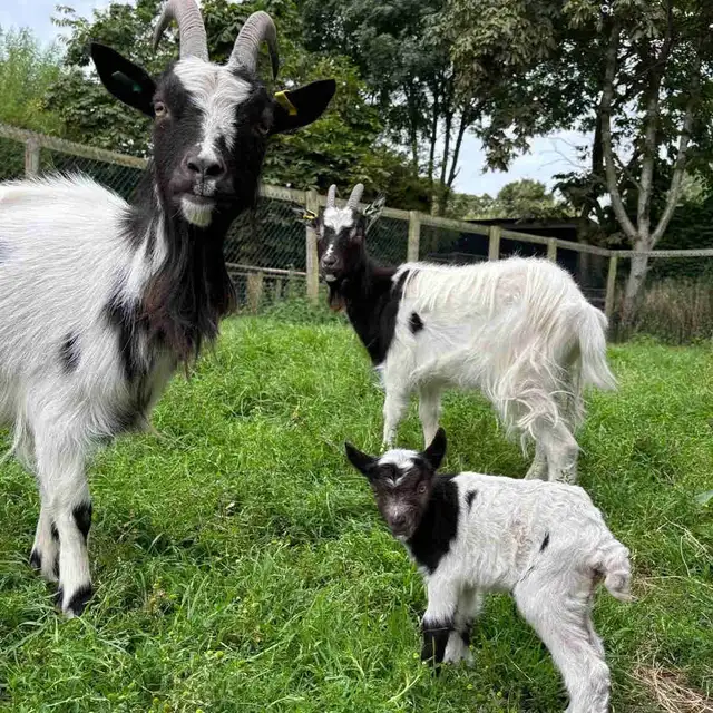 FREE GOATS
