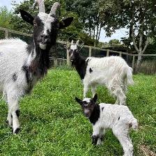 FREE GOATS