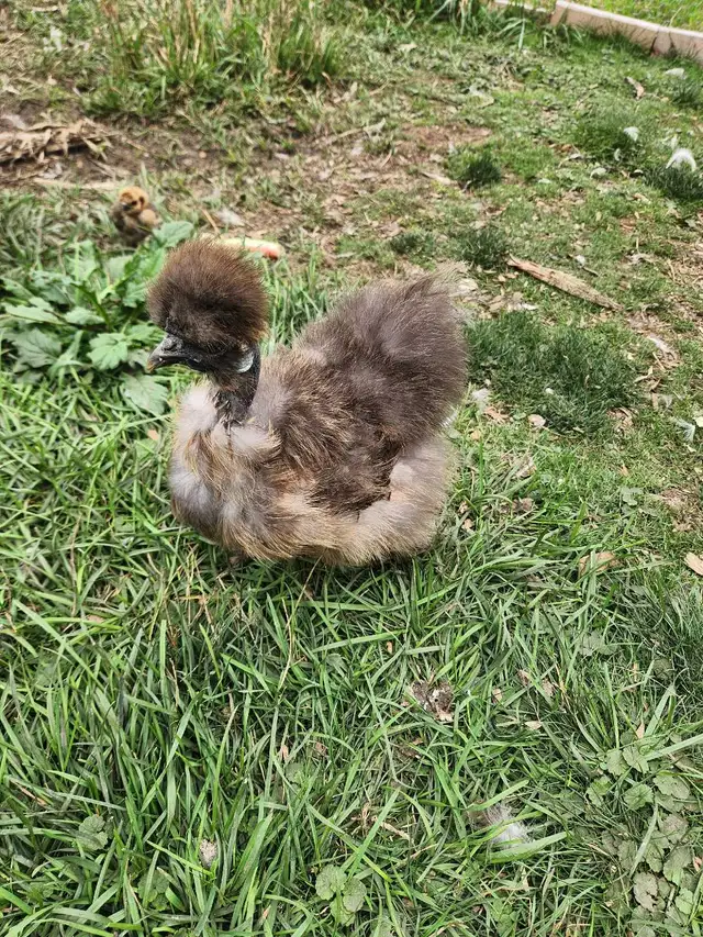 Silkie laying hens!