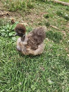 Silkie laying hens!