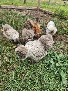 Silkie laying hens! - Photo 2