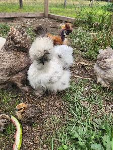 Silkie laying hens! - Photo 3