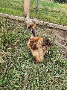 Silkie laying hens! - Photo 4