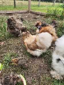 Silkie laying hens! - Photo 5