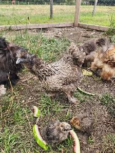 Silkie laying hens! - Photo 6