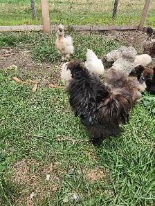 Silkie laying hens! - Photo 7