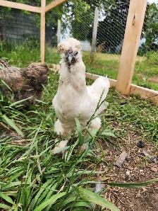 Silkie laying hens! - Photo 8