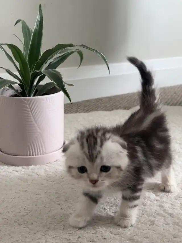 Scottish fold and straight kitten