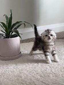 Scottish fold and straight kitten - Photo 2