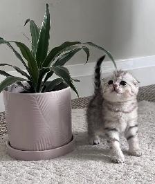 Scottish fold and straight kitten - Photo 3