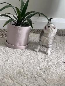 Scottish fold and straight kitten - Photo 4