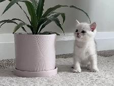 Scottish fold and straight kitten - Photo 5