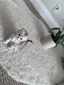 Scottish fold and straight kitten - Photo 6