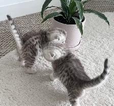Scottish fold and straight kitten - Photo 7
