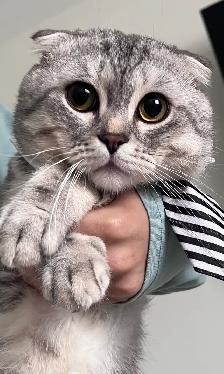 Scottish fold and straight kitten - Photo 10