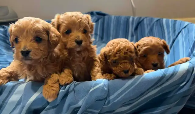 Cavapoo Puppies