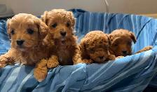 Cavapoo Puppies