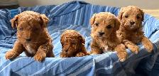 Cavapoo Puppies - Photo 2
