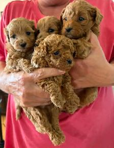 Cavapoo Puppies - Photo 3