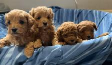 Cavapoo Puppies - Photo 4