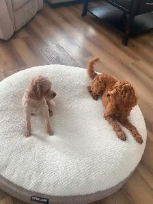 Cavapoo Puppies - Photo 5