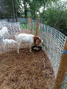Billy Goat for Sale