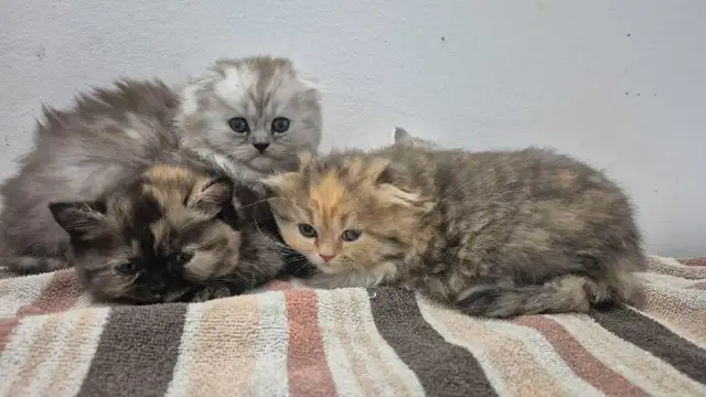 BSH/BSL Kittens!