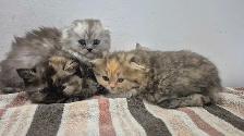 BSH/BSL Kittens!