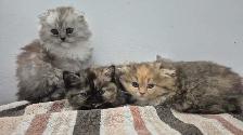 BSH/BSL Kittens! - Photo 2